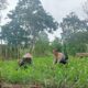 Bhabinkamtibmas Desa Arjangka Sambangi Petani, Ajak Warga Dukung Ketahanan Pangan dan Jaga Kamtibmas