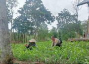 Bhabinkamtibmas Desa Selong Belanak Sambangi Petani Jagung, Dukung Swasembada Pangan Nasional
