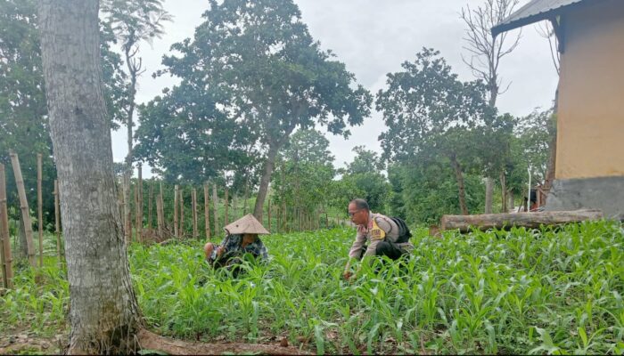 Bhabinkamtibmas Desa Selong Belanak Sambangi Petani Jagung, Dukung Swasembada Pangan Nasional