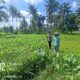 Bhabinkamtibmas Desa Jenggik Lakukan Pengecekan Tanaman Jagung di Dusun Samang