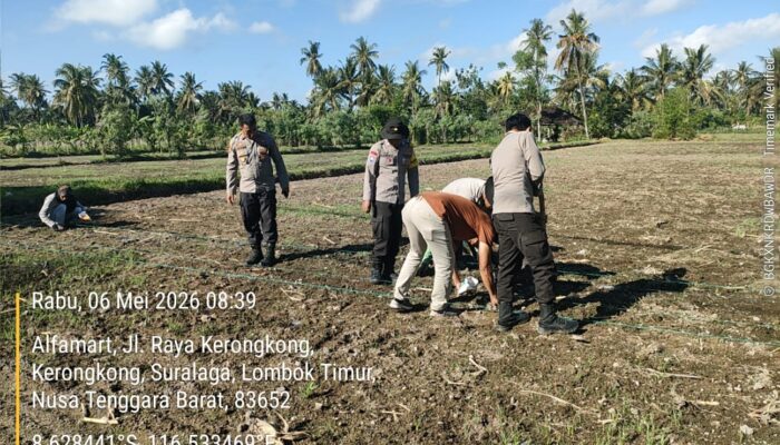 Kapolsek Suralaga Dampingi Penanaman Jagung, Perkuat Ketahanan Pangan di Lombok Timur