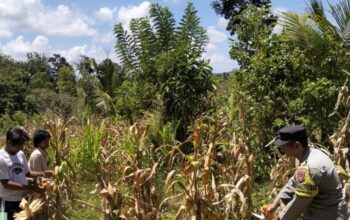 Bhabinkamtibmas Buwun Mas Dorong Swasembada Pangan
