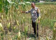 Dukung Swasembada Pangan, Polsek Labuapi Dampingi Petani Jagung