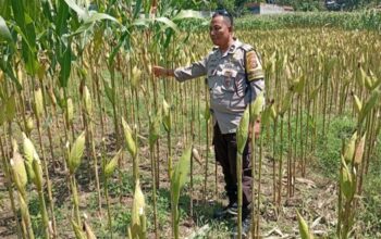 Dukung Swasembada Pangan, Polsek Labuapi Dampingi Petani Jagung