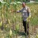 Dukung Swasembada Pangan, Polsek Labuapi Dampingi Petani Jagung