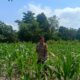 Bhabinkamtibmas Lombok Barat Kawal Ketahanan Pangan Desa