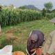 Bhabinkamtibmas Desa Karang Bongkot Kawal Swasembada Pangan di Labuapi