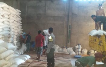 Stok Pangan Aman! Puluhan Ton Jagung Hasil Panen Petani Mareje Resmi Membanjiri Gudang Bulog