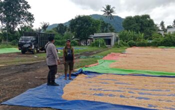 Bhabinkamtibmas Desa Pekat Pantau Panen Raya Jagung, Dukung Ketahanan Pangan Nasional