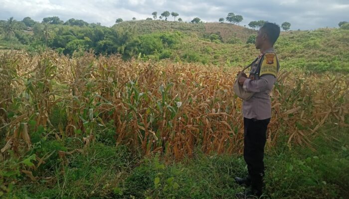 BHABINKAMTIBMAS DESA KIDANG TINJAU LAHAN JAGUNG WARGA DUKUNG KETAHANAN PANGAN