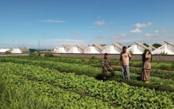 Babinsa Dampingi Petani Sawi Perkuat Ketahanan Pangan Desa