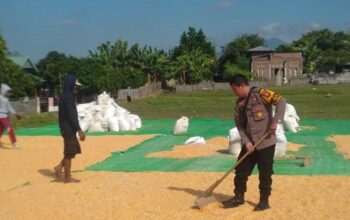 Bhabinkamtibmas Desa Banggo Dampingi Petani Jagung, Dukung Ketahanan Pangan Nasional