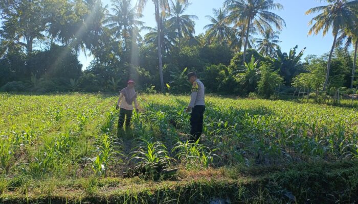 Dukung Ketahanan Pangan Nasional, Bhabinkamtibmas Desa Tarusa Pantau Penanaman Jagung Hibrida