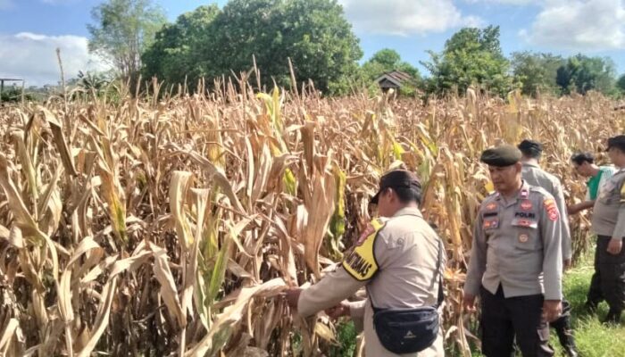 Polres Bima Kota Laksanakan Pengecekan Lahan Jagung Menjelang Panen Raya Kuartal II Tahun 2026