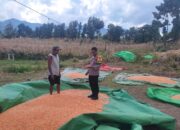 Bantu Aktivitas Petani di Desa Binaan, Upaya Bhabinkamtibmas Polsek Donggo Sukseskan Program Ketahanan Pangan Nasional