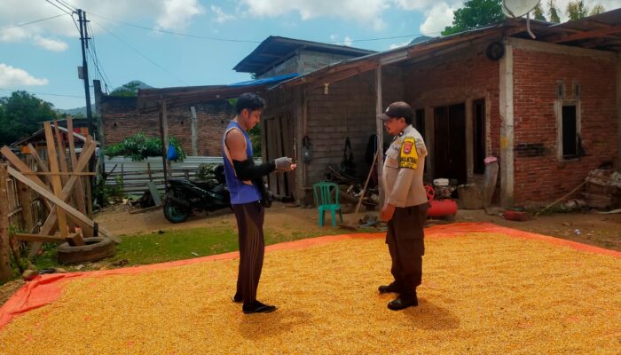 Ketahanan Pangan Jadi Prioritas, Bhabinkamtibmas Desa Jala Dampingi Petani Jagung