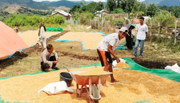 Bhabinkamtibmas Polres Bima Kota Dukung Ketahanan Pangan, Pantau Aktivitas Penjemuran Jagung Warga