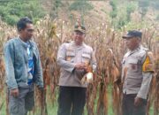 Polsek Rasbar Sambangi Petani Jagung, Wujud Dukungan Polri terhadap Program Ketahanan Pangan