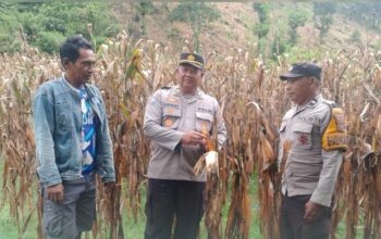 Polsek Rasbar Sambangi Petani Jagung, Wujud Dukungan Polri terhadap Program Ketahanan Pangan