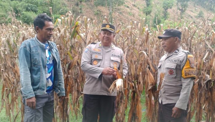 Polsek Rasbar Sambangi Petani Jagung, Wujud Dukungan Polri terhadap Program Ketahanan Pangan