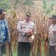Polsek Rasbar Sambangi Petani Jagung, Wujud Dukungan Polri terhadap Program Ketahanan Pangan
