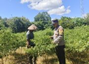 Bhabinkamtibmas Desa Rhee Pantau Pertumbuhan Jagung Hibrida Milik Warga