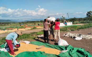 BHABINKAMTIBMAS POLSEK WOJA PANTAU PENJEMURAN HASIL PANEN JAGUNG WARGA DI DESA MUMBU