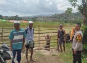 BHABINKAMTIBMAS DESA TANJU SAMBANG PETANI PADI, AJAK WARGA SISIHKAN HASIL PANEN UNTUK MUSIM TANAM BERIKUTNYA