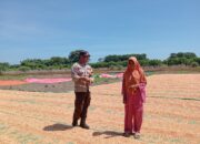 PANEN JAGUNG WARGA DI PEKAT DIPANTAU BHABINKAMTIBMAS UNTUK DUKUNG STOK PANGAN NASIONAL