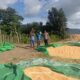 BHABINKAMTIBMAS DESA ADU POLSEK HU’U LAKUKAN PEMANTAUAN HASIL PANEN JAGUNG WARGA