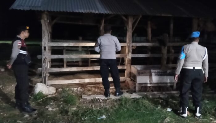 Cegah Kriminalitas, Polsek Sekotong Sisir Kandang Sapi Warga