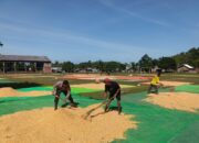 BHABINKAMTIBMAS DESA ADU POLSEK HU’U PANTAU PENJEMURAN JAGUNG WARGA DUKUNG PROGRAM KETAHANAN PANGAN