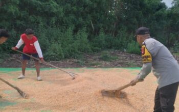 BHABINKAMTIBMAS DESA TANJU DAMPINGI PETANI JAGUNG DALAM PROGRAM KETAHANAN PANGAN