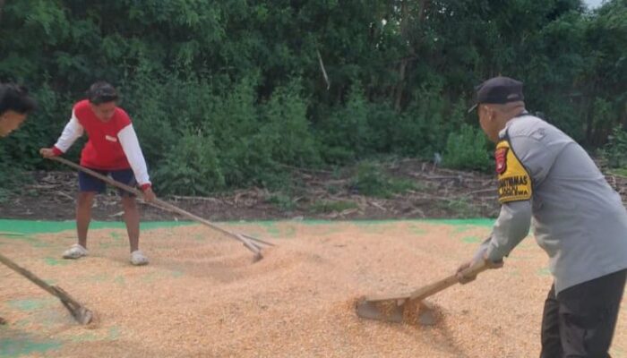BHABINKAMTIBMAS DESA TANJU DAMPINGI PETANI JAGUNG DALAM PROGRAM KETAHANAN PANGAN