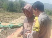 BHABINKAMTIBMAS DESA RASABOU PANTAU HASIL PANEN JAGUNG WARGA