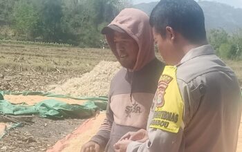 BHABINKAMTIBMAS DESA RASABOU PANTAU HASIL PANEN JAGUNG WARGA