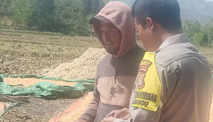 BHABINKAMTIBMAS DESA RASABOU PANTAU HASIL PANEN JAGUNG WARGA