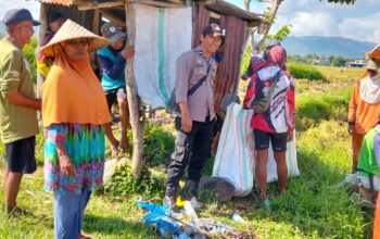 PANEN PADI DI WAWONDURU DIPANTAU BHABINKAMTIBMAS, POLRI DUKUNG PANGAN NASIONAL