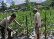 Bhabinkamtibmas Desa Manemeng Dorong Ketahanan Pangan Warga Lewat Pekarangan Bergizi