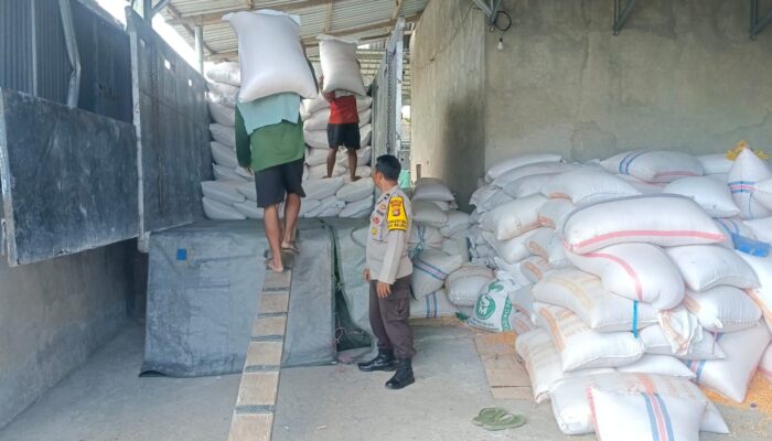 Polsek Gerung dan Mitra Pastikan Pasokan Jagung Aman untuk Ketahanan Pangan