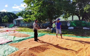 BHABINKAMTIBMAS DESA SAWE LAKUKAN PEMANTAUAN HASIL PANEN JAGUNG WARGA
