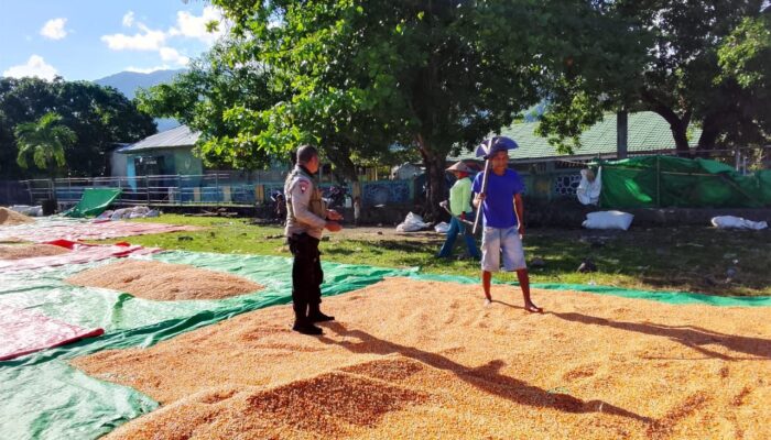 BHABINKAMTIBMAS DESA SAWE LAKUKAN PEMANTAUAN HASIL PANEN JAGUNG WARGA