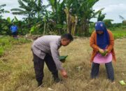 Kedaulatan Pangan Nasional, Polsek Labuapi Edukasi Petani