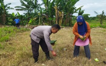 Kedaulatan Pangan Nasional, Polsek Labuapi Edukasi Petani