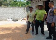 Cara Bhabinkamtibmas Desa Kuranji Jaga Kualitas Panen Jagung Warga
