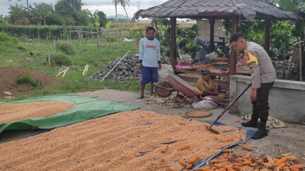 Upaya Ketahanan Pangan Lewat Sambang Produktif di Labuapi