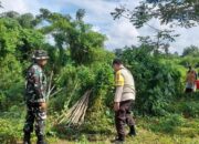 Sinergi TNI-Polri di Lombok Barat Sulap Lahan Tidur Jadi Kunci Swasembada Pangan Nasional