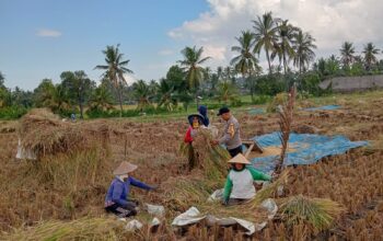 Bhabinkamtibmas Desa Wanasaba Sosialisasikan Ketahanan Pangan dan Himbau Warga Waspada Cuaca Ekstrem