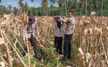 Sinergi Polsek Sekotong dan Petani: Manfaatkan Lahan Tadah Hujan untuk Ketahanan Nasional