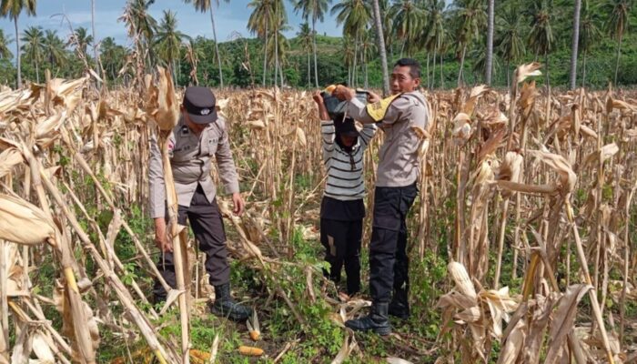 Sinergi Polsek Sekotong dan Petani: Manfaatkan Lahan Tadah Hujan untuk Ketahanan Nasional